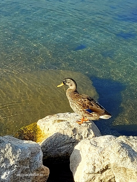 Lungolago Manerba sul Garda.